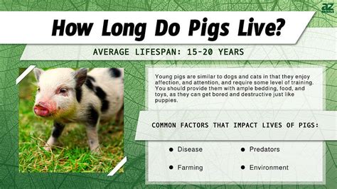 How Long Do Pigs Live For Farm Animals